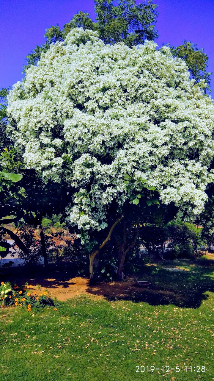 white beauty