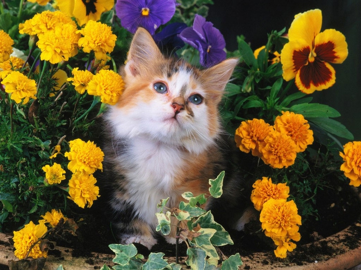 Cat in the flowers ❤️