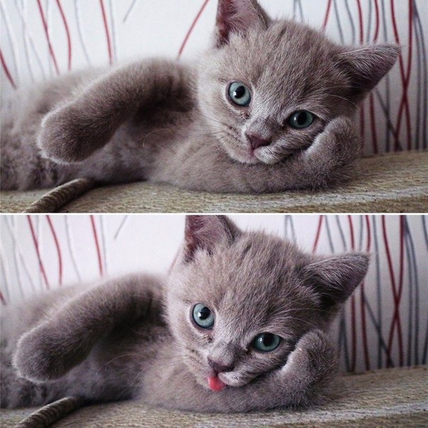 котенок