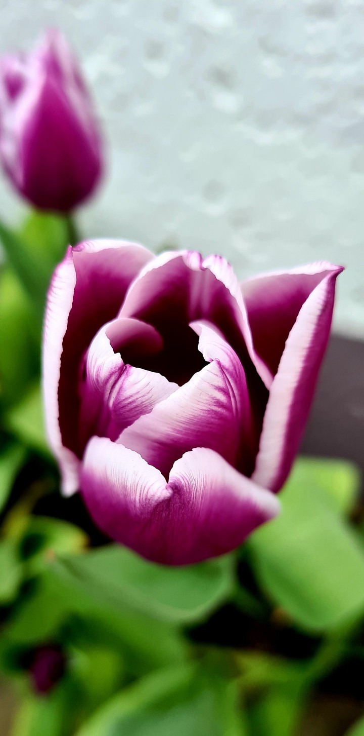 Tulpe