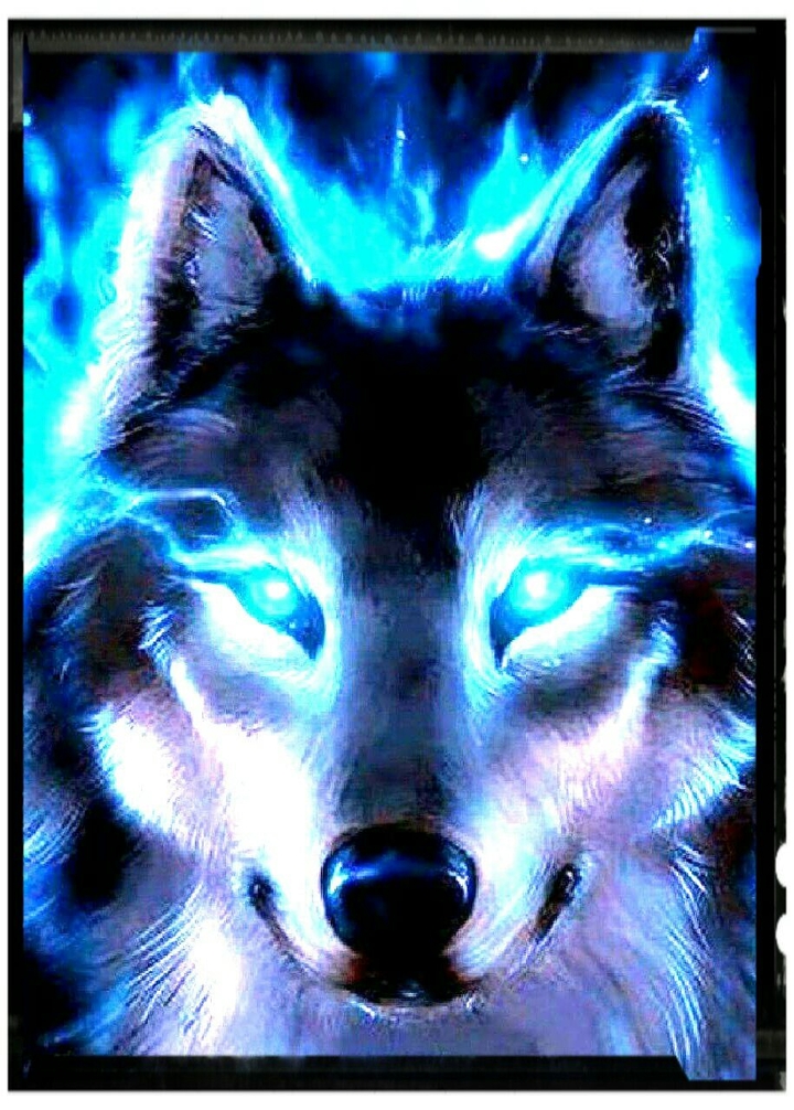le loup et son regzrd vif