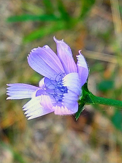 Pollen, wildflower壁紙