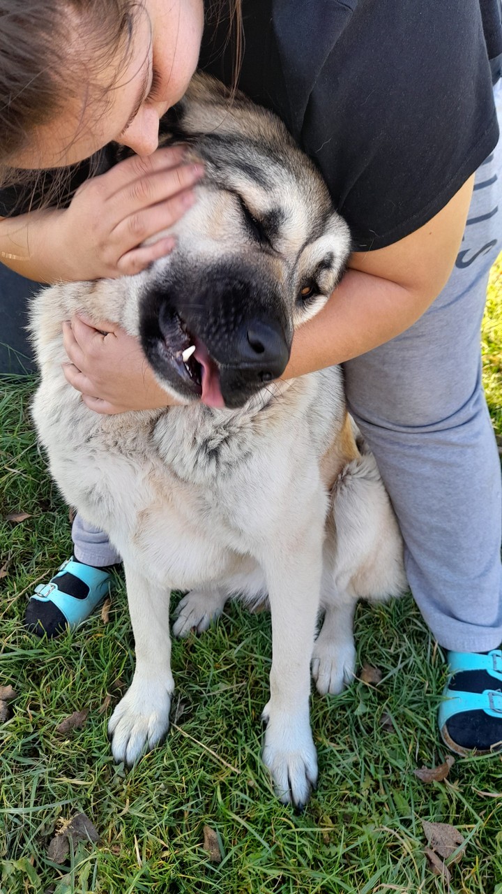 dog