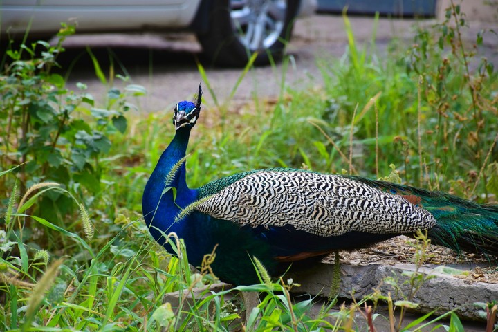 Beautiful Peacock