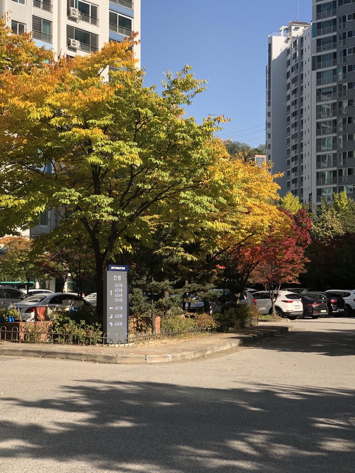 colourful tree in fall
