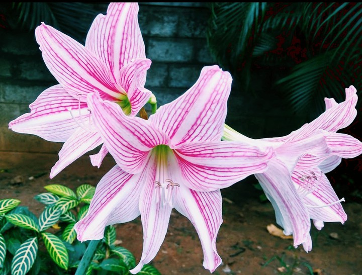 Let your dreams blossom