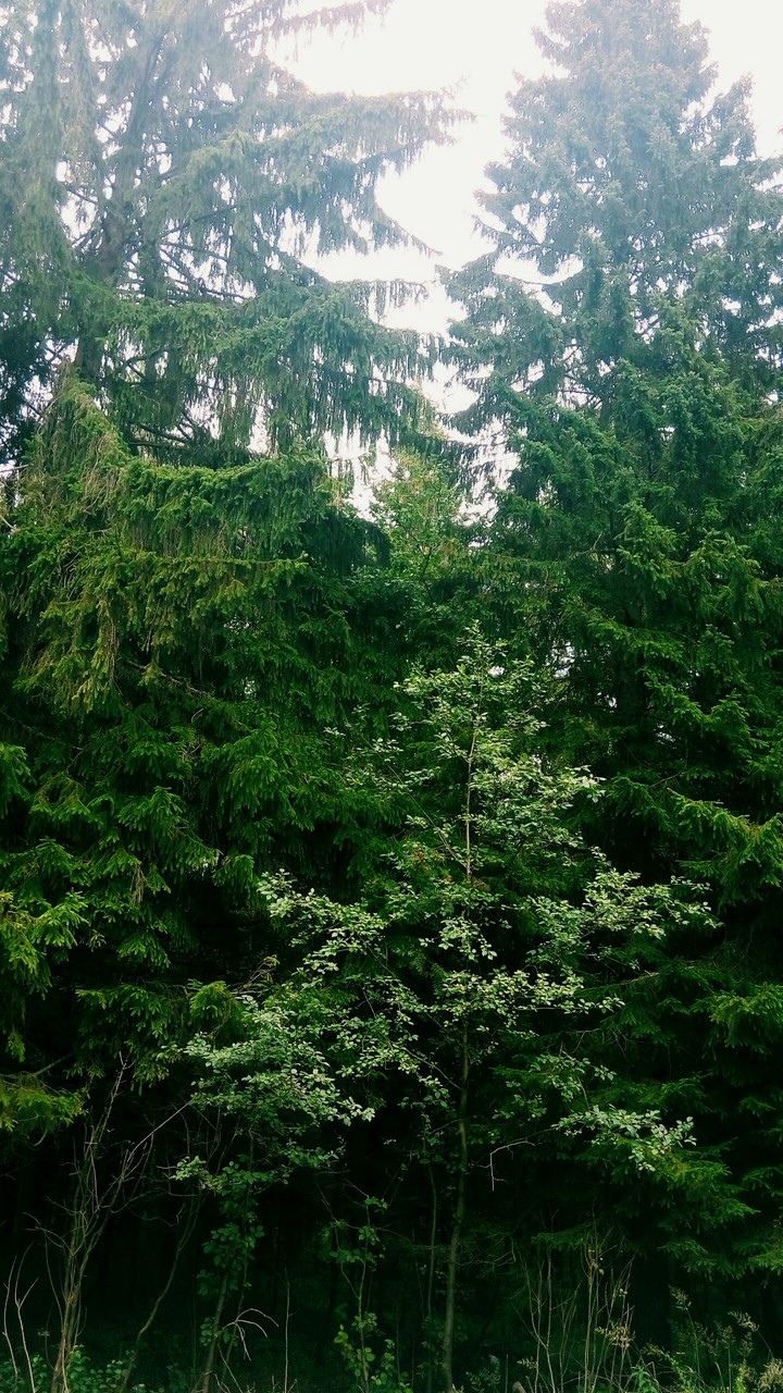 Russian forrest