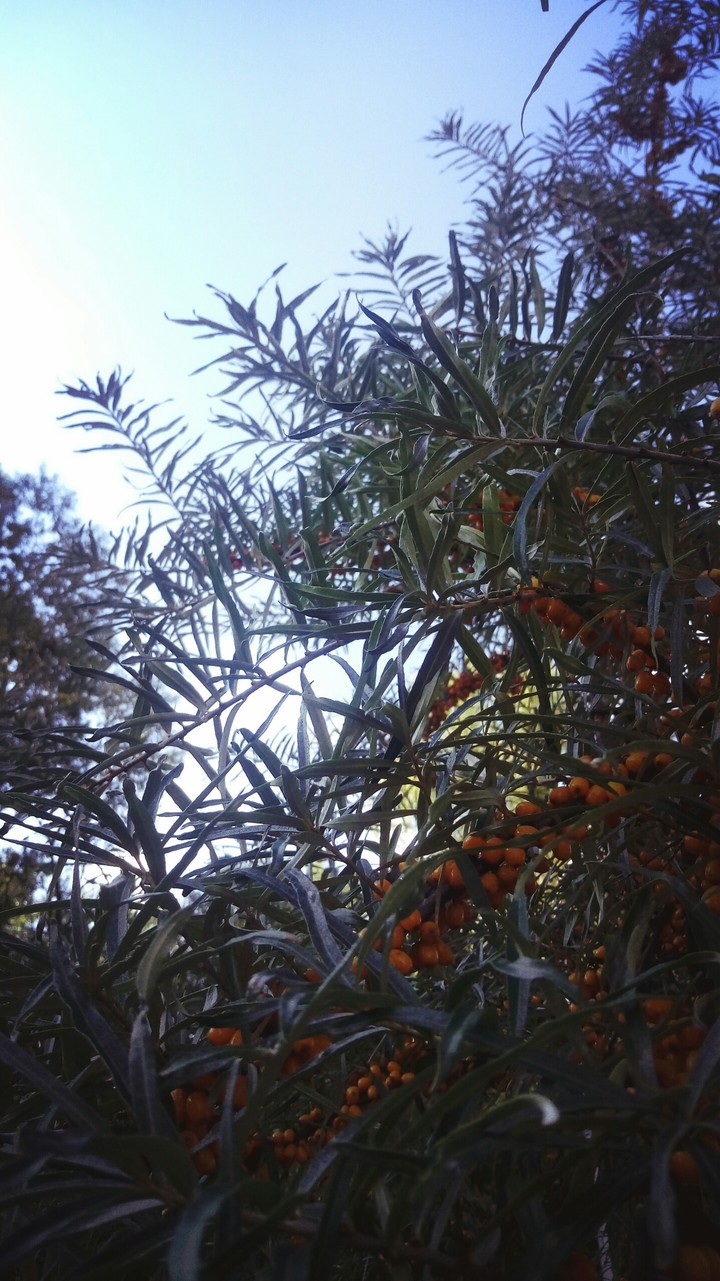 облепиха