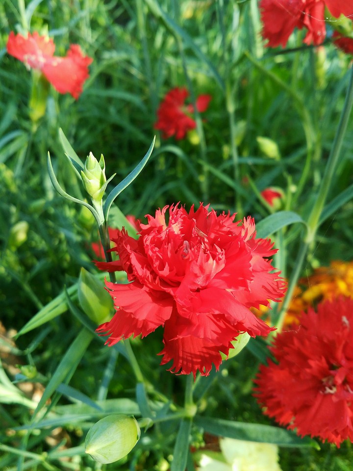 Flowers