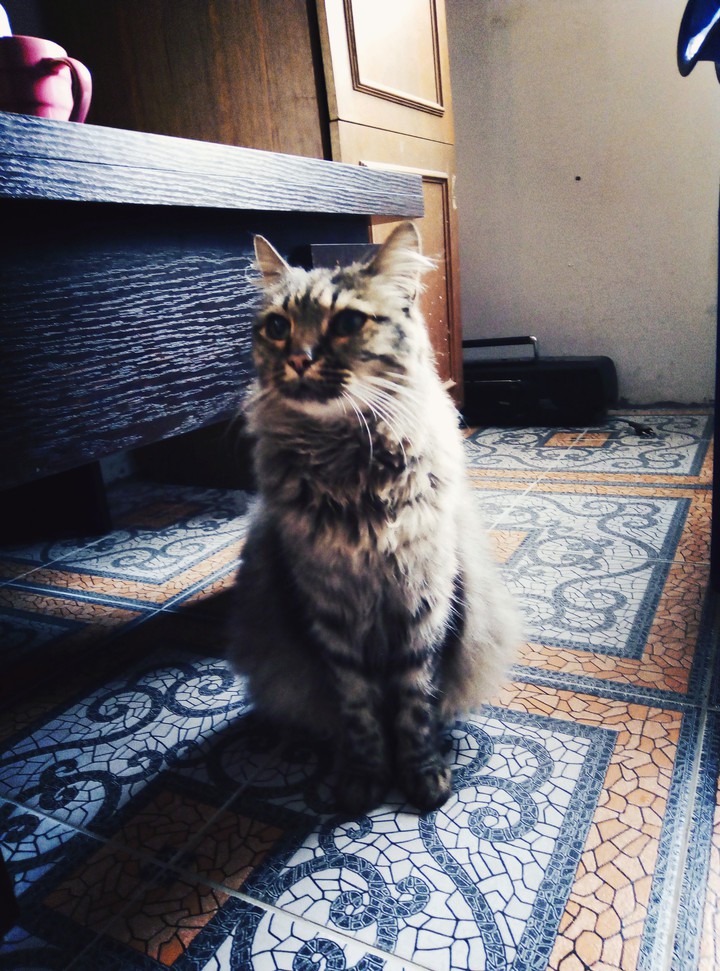 Cat