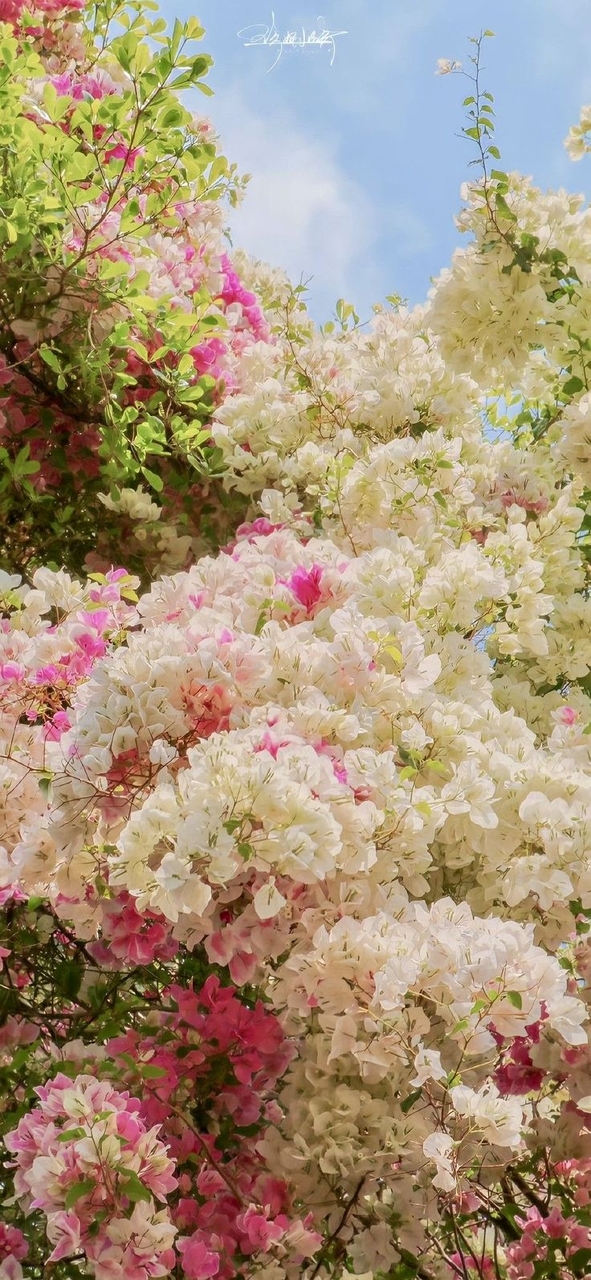 fondos de pantalla Garden, Blossom