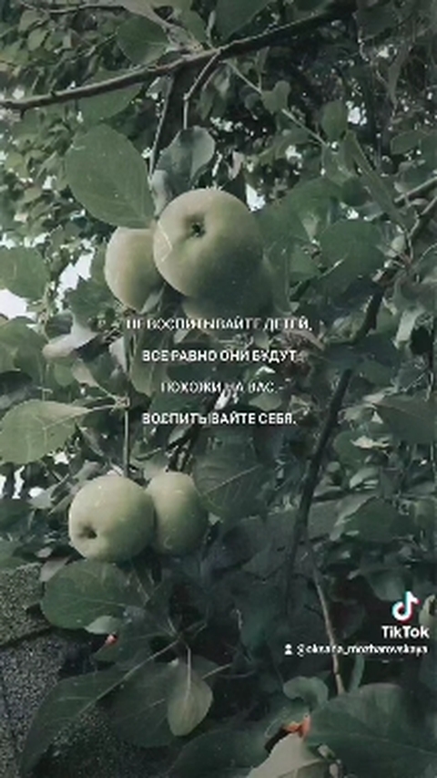 яблочко от яблони ...