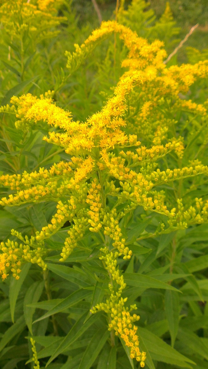 plants