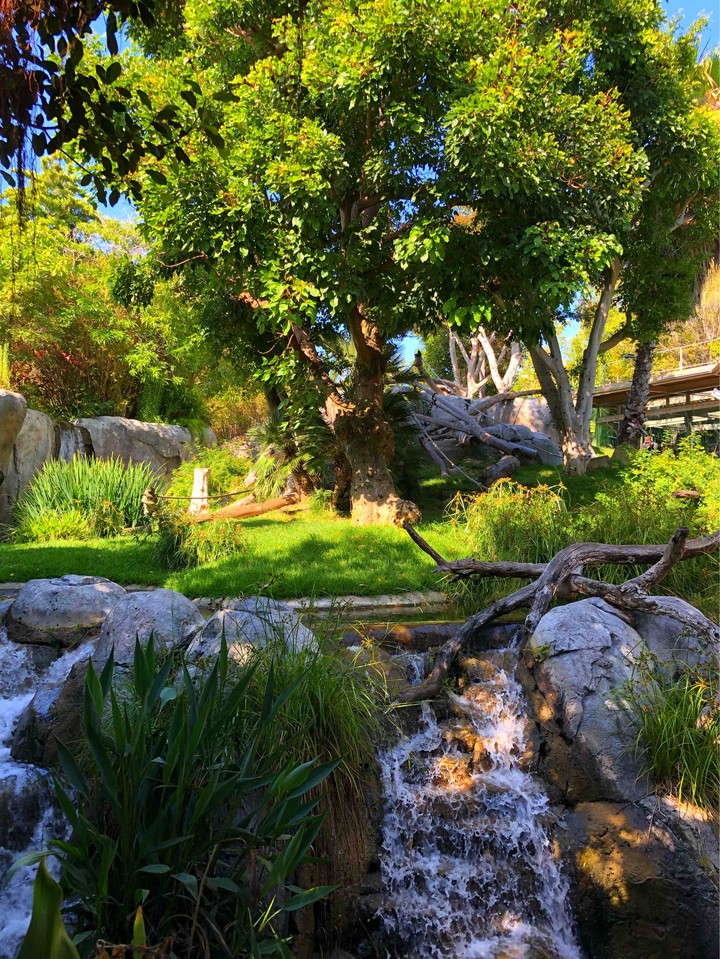 Árbol
