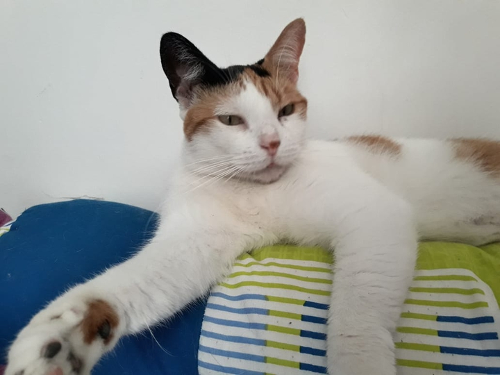 mi bolita de amor
