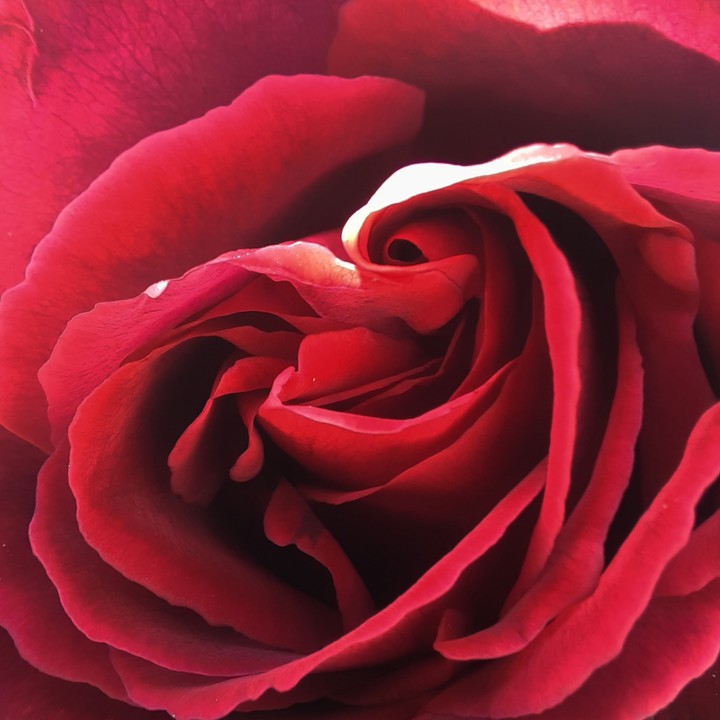 rose