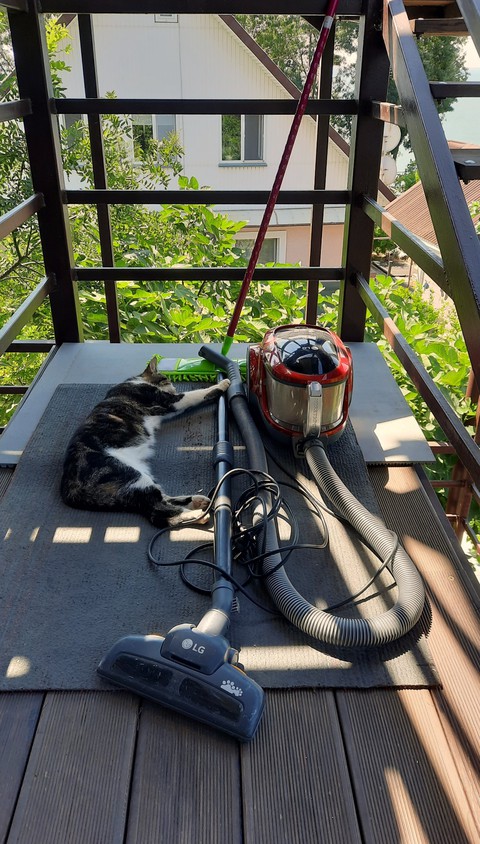 котики