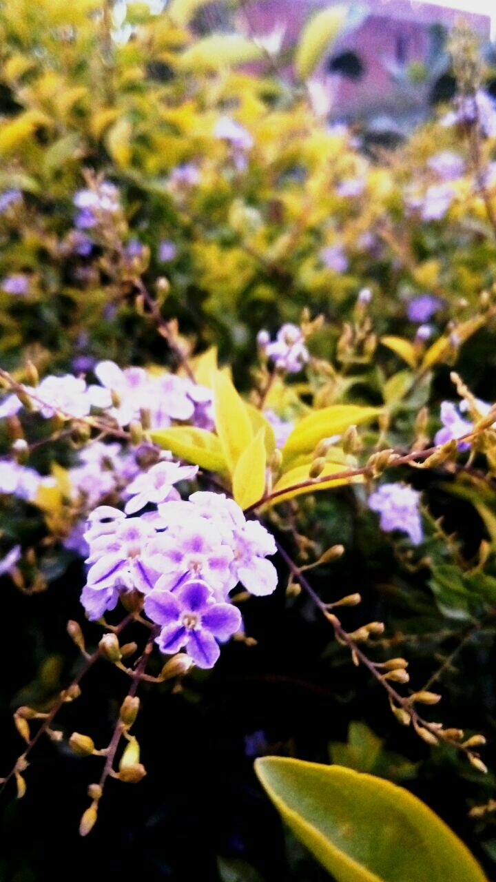 glowing blues