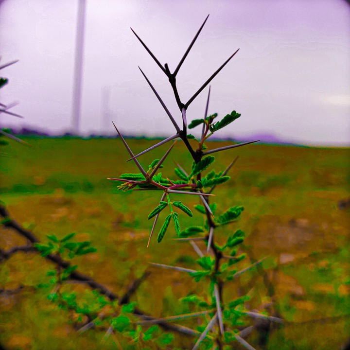 babul plant