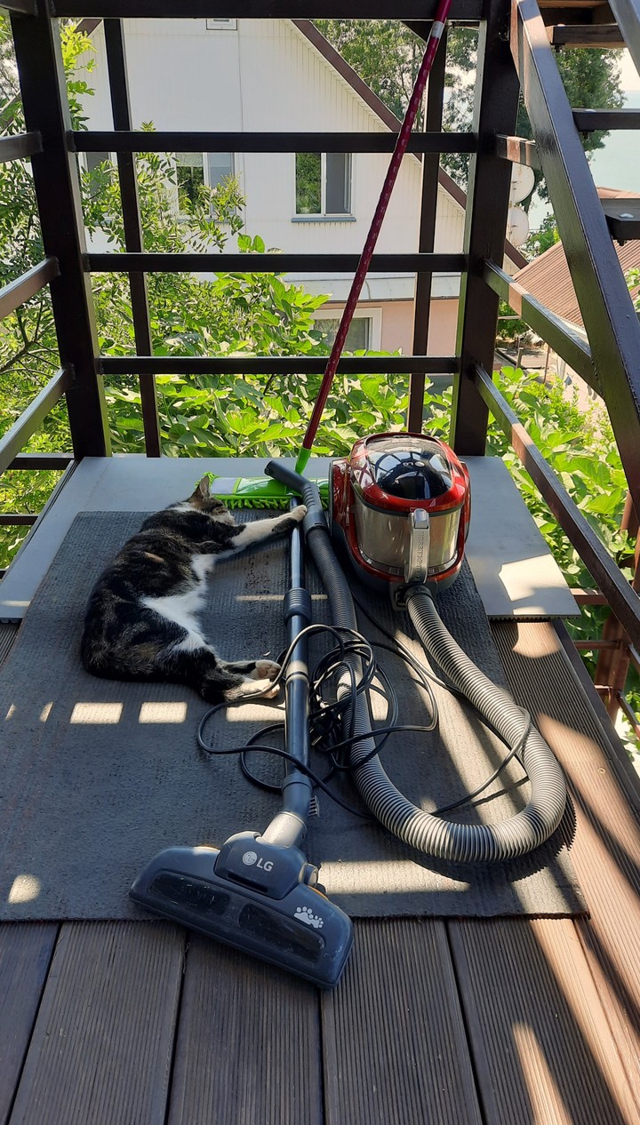 котики