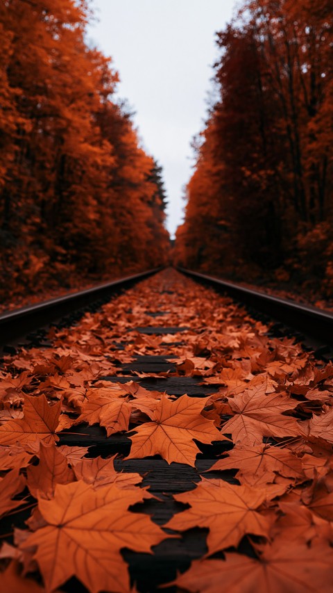 red, Maple वॉलपेपर