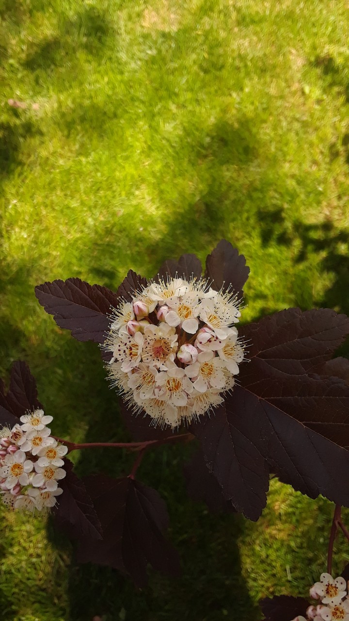 summer time flowers