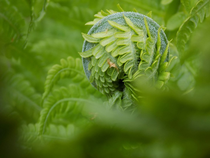 Fern