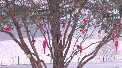 feeding the birds