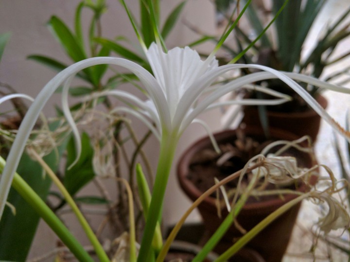 Lily