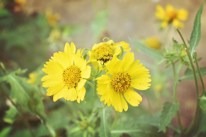 Flowers