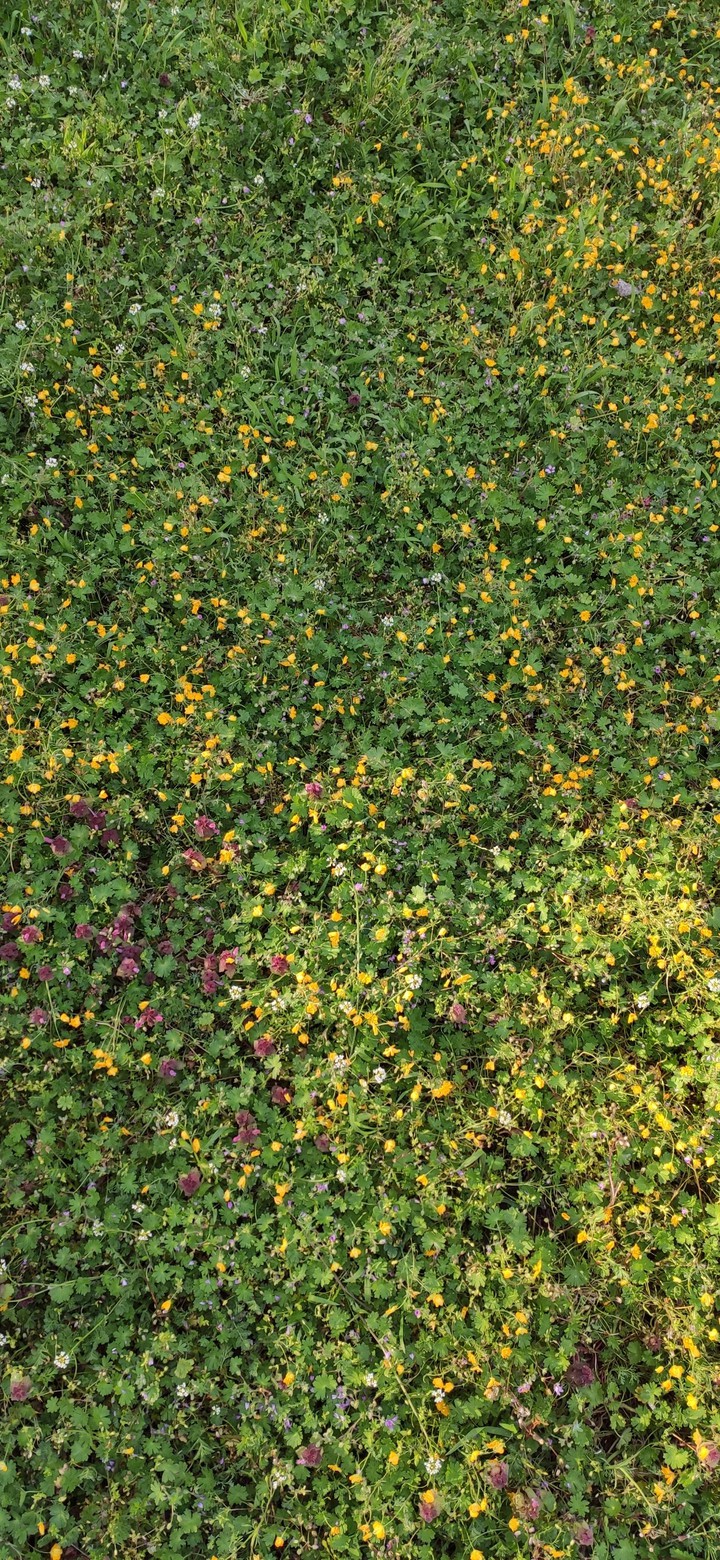 field
