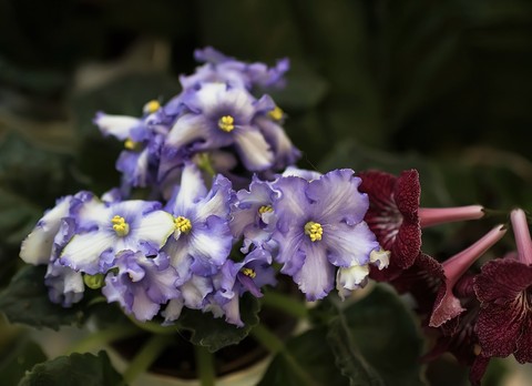 sfondi flower, groundcover