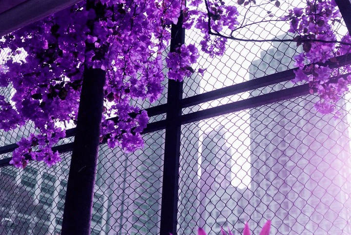 Purple flowers