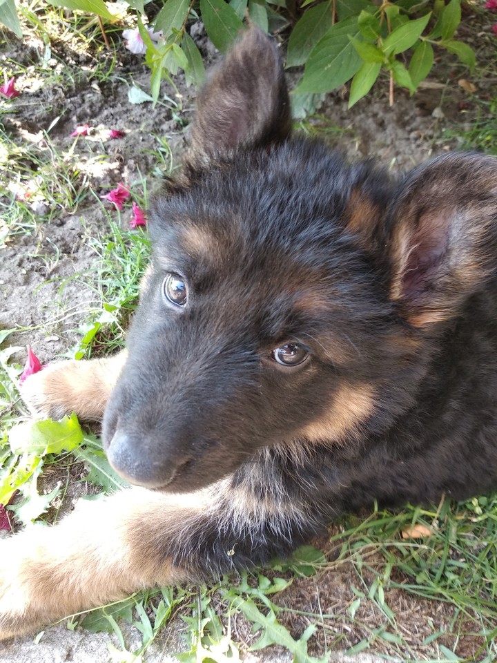 Max
