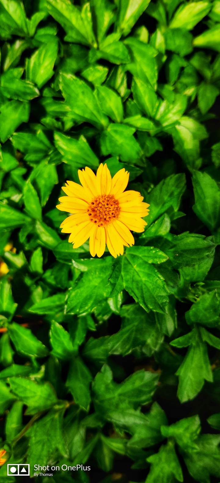The Yellow Beauty❤️