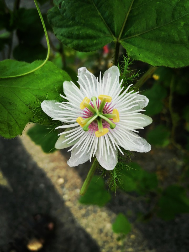 Beauty Flower