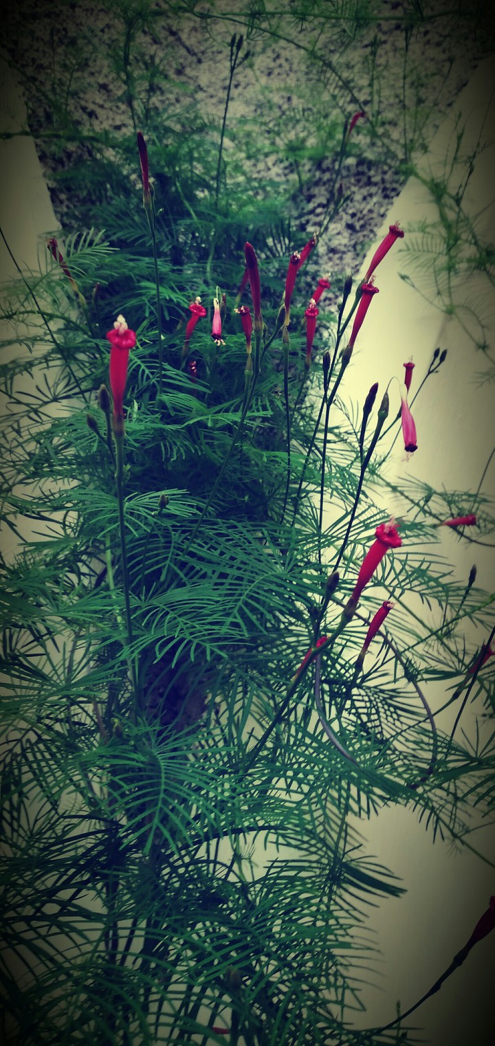 flowers