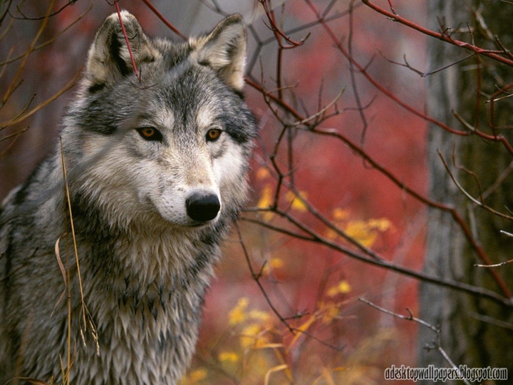 wolf