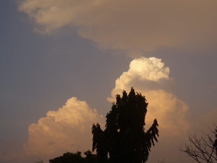 tree cloud