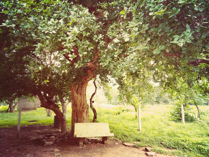 Nature
