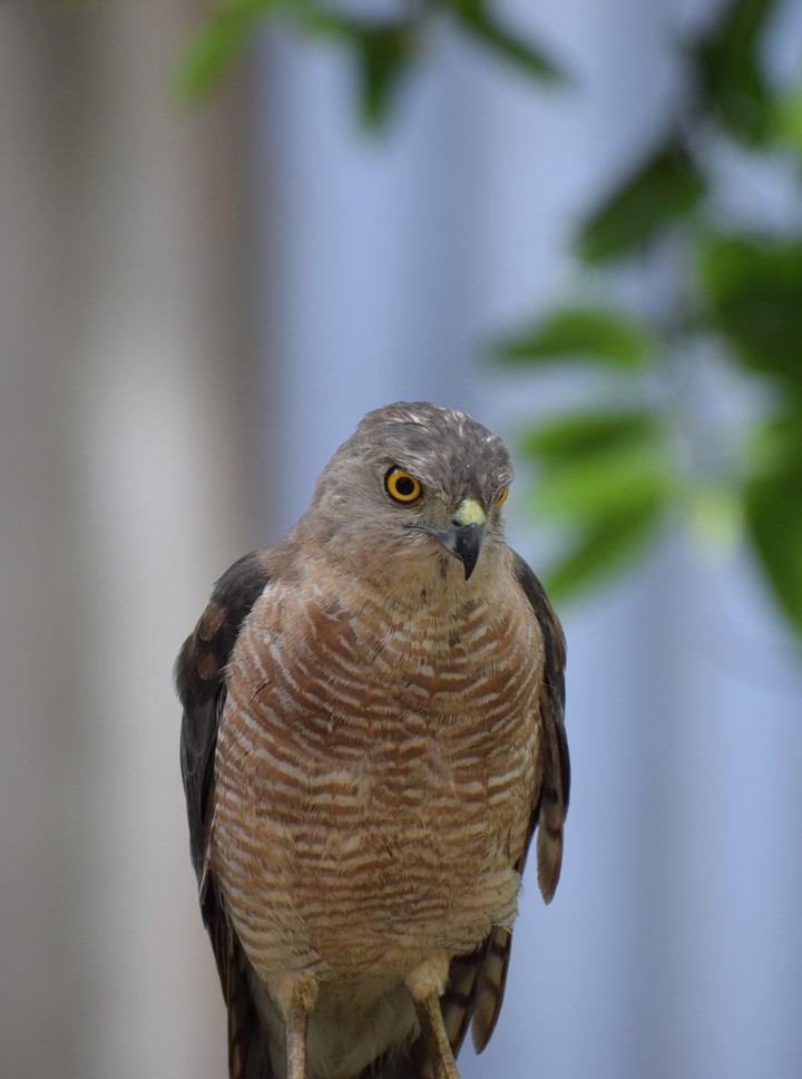 eagle