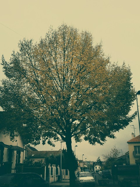 Automn