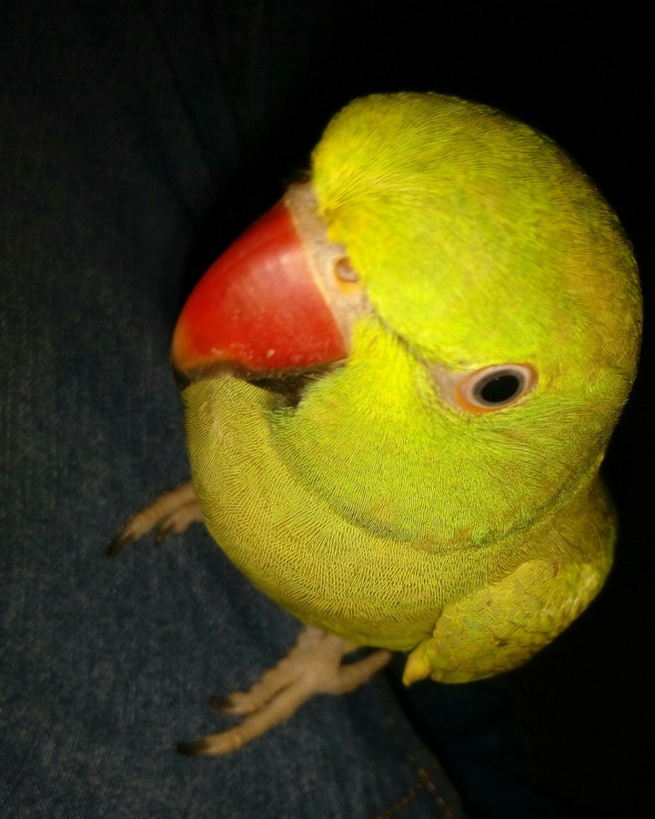 #parrot