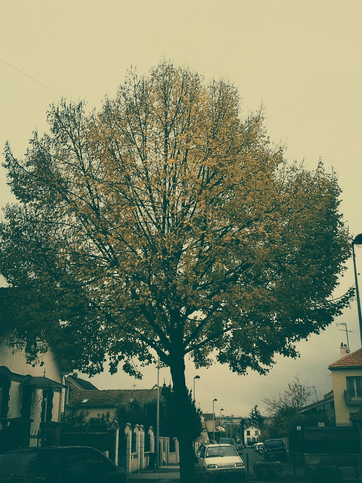 Automn