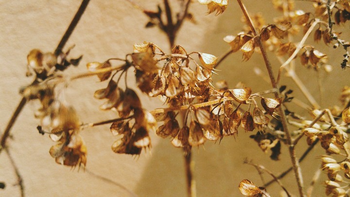 The Holy Basil!