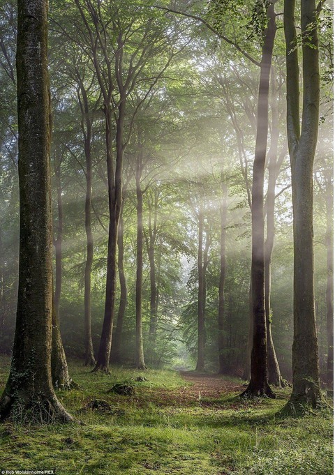 forest