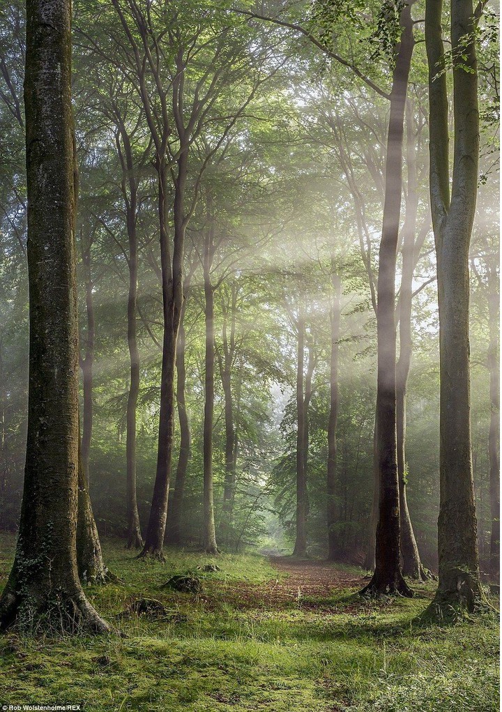 forest