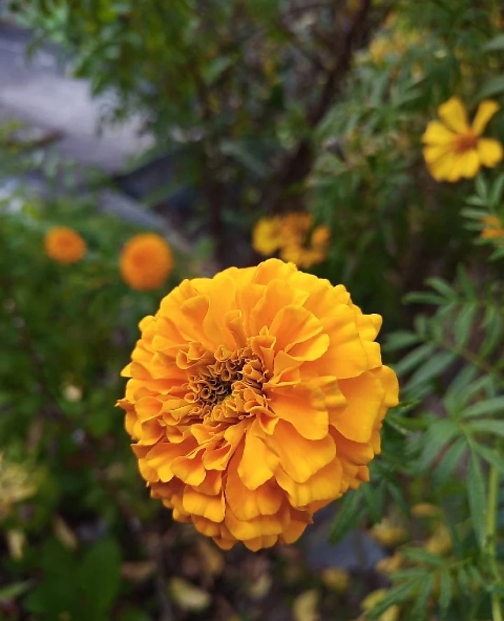 Bokeh effect of flower