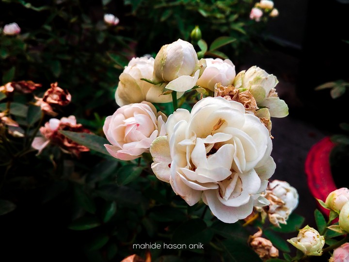 Rose