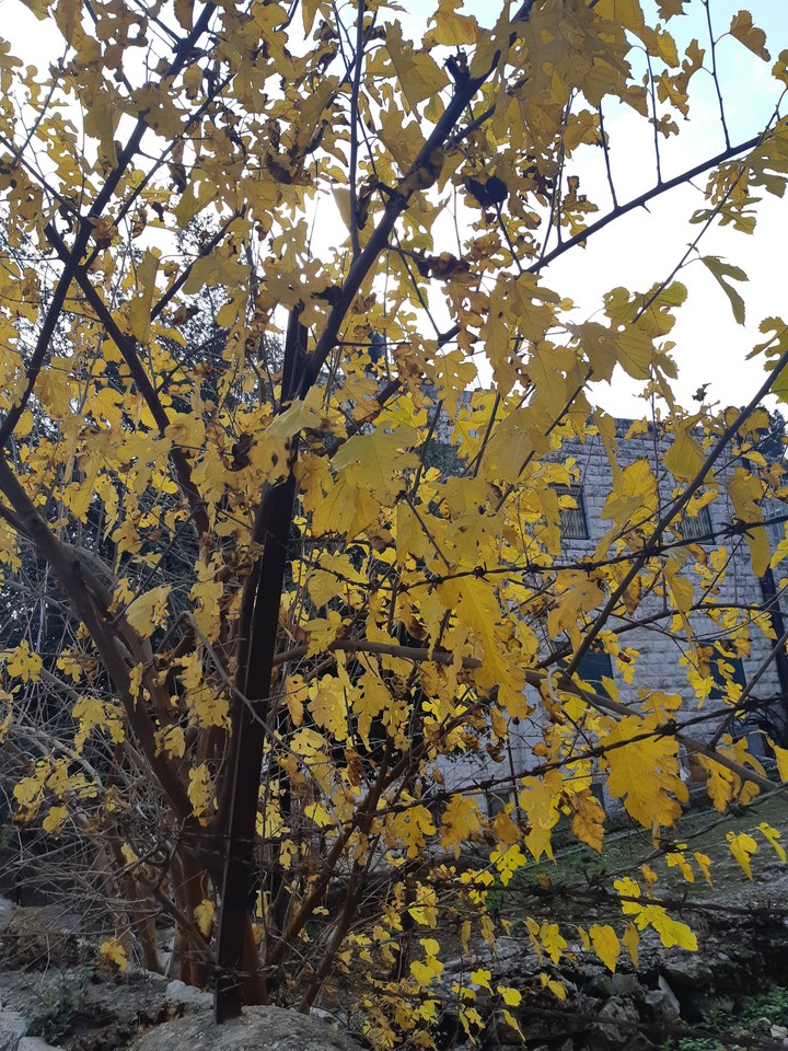 autumn